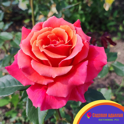 Купер Лайт (Cooper Lights)