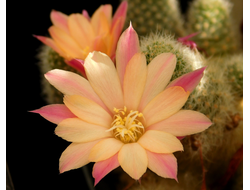 Rebutia hybr. ‘Sunrise’  - 5 семян