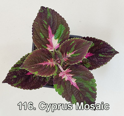 Колеус Cyprus Mosaic
