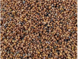 Руккола Eruca sativa (нераф) 50 мл