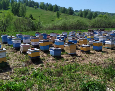 Липовый мед алтайский натуральный с фермы | ферма СытникЪ