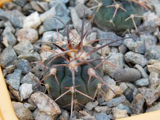 Gymnocalycium bruchii v. niveum VG 536