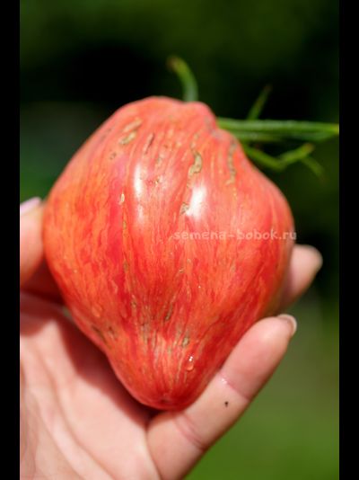 Томат Полосатый Тюльпан, 5 шт