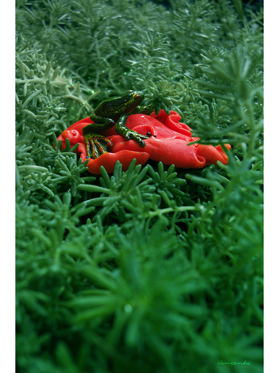 Экзотическая брошь &quot;Тропическая лягушка&quot;