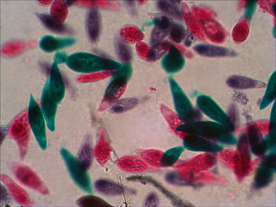 Набор готовых микропрепаратов Levenhuk N18 NG