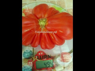 Томат Красная груша гигант Гран-Сассо  (Red Pear Giant Gransasso), Италия