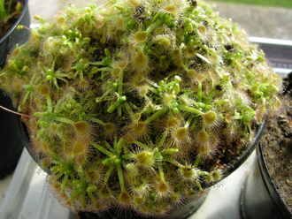 Геммы Drosera Nitidula x Pulchella