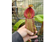 Nepenthes maxima x veitchii