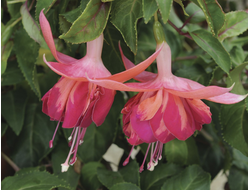Фуксия гибридная Bicentennial, p11