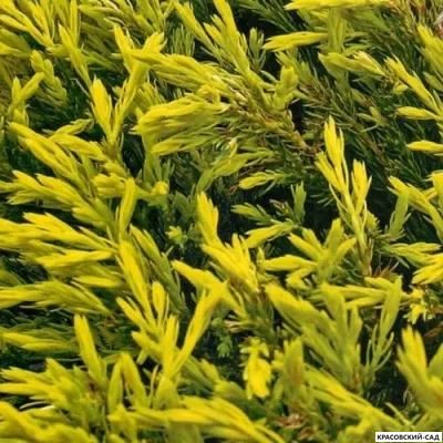 Можжевельник горизонтальный Лаймглоу - Lime Glow