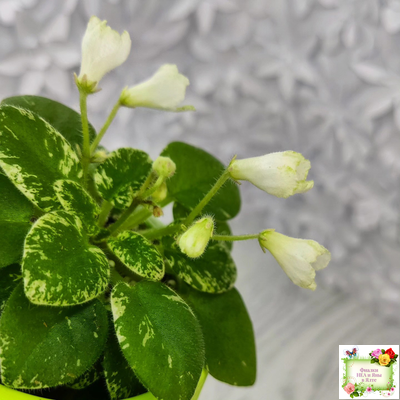 Н-Каламбур (Н. Бердикова) 2016 трейлер