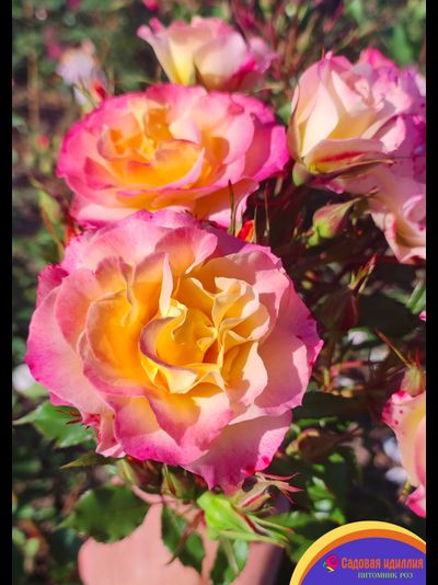 Ландлуст (LandLust)