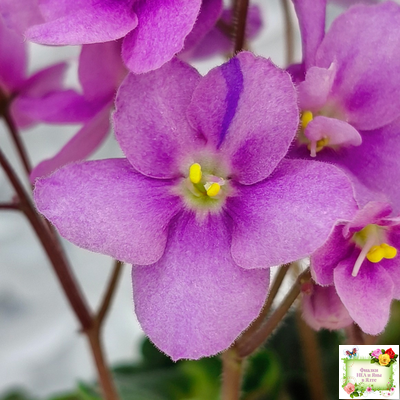 LV-Ланселот (Л. Шевелева) 2025 г. (клакамусный гёрл с кроновой пестролистностью) (стартер)