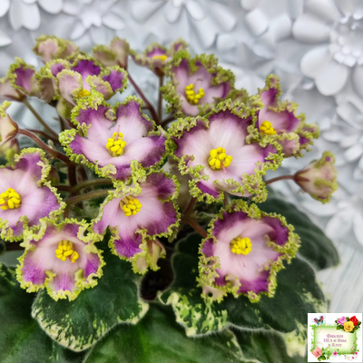 НД-Вербена (Н. Данилова-Суворова) 2021 г.