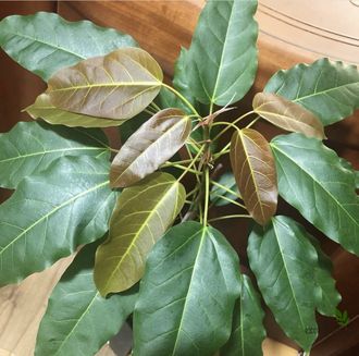 Ficus Virens clon A/ фикус виренс-1