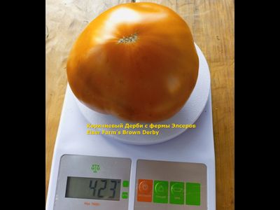 Томат Коричневый Дерби с фермы Элсеров (Elser Farm’s Brown Derby)