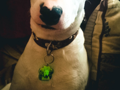 Комплект для изготовления адресников для собак, в форме лапки (заготовки с бортиками), 10 штук.