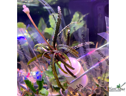 Буцефаландра sp Narrow Bugaboo