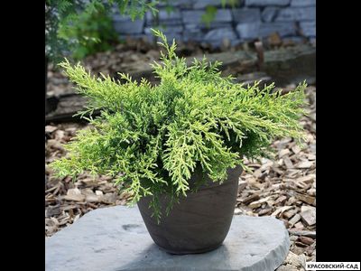 Можжевельник Голд Киссен