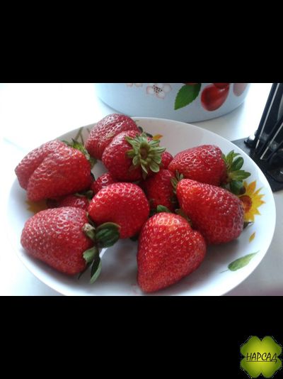 КЛУБНИКА "СИЗОЖЕ" (РЕМОНТАНТНАЯ, ОЧЕНЬ ВКУСНАЯ И КРУПНАЯ)