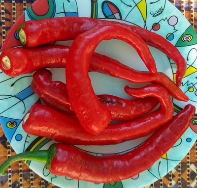 Перец сладкий Чудо паприка