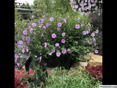 Гибискус Лавендер Шифон - Lavender Chiffon