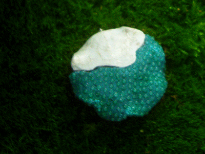 Сказки братьев Гримм. Круглые серьги в стиле фэнтези из коллекции волшебных украшений Винсенто