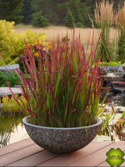 ИМПЕРАТА РЕД БАРОН (КРОВАВАЯ ЯПОНСКАЯ ТРАВА)