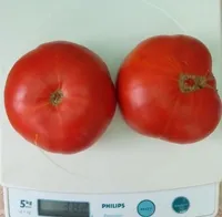 Китайский розовый