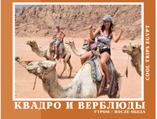 КВАДРОСАФАРИ И ПОЕЗДКА НА ВЕРБЛЮДАХ В ШАРМ ЭЛЬ ШЕЙХЕ