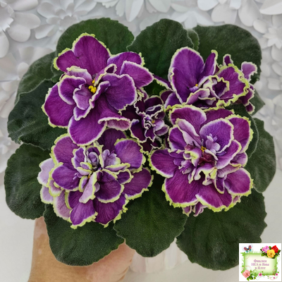 ВаТ-Классический Вкус (Т. Валькова) 2019 г.