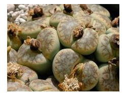 Lithops pseudotruncatella (syn.alpina) С068 (MG-1690) - 10 семян