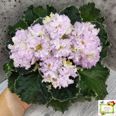 АВ-Богатая Невеста (Фиалковод) 2020 г.