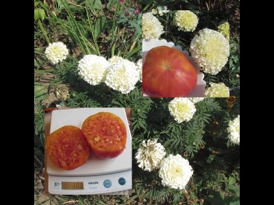 Томат Туксханс красно-жёлтый (Tuxhorn’s Red and Yellow)