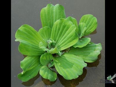 Пистия плавающая