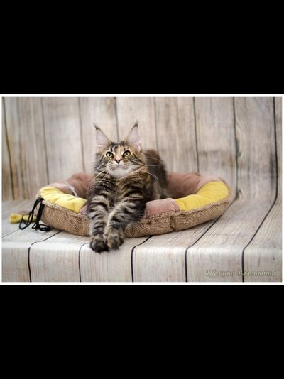 Матрас-лежак  трансформер  «Кокетка1»