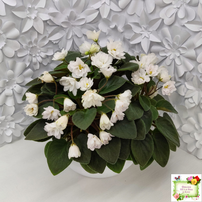 ЛЕ-Жемчужинка (Е. Лебецкая) 2018 г. трейлер