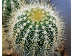 Eriocactus warasii HU 1489 (D=25-28mm)