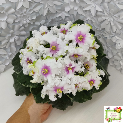 Р-Ярило Люкс (В. Зуб) 2022 г.