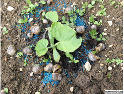 Молюскоциды