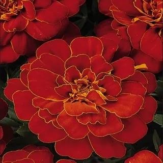 Тагетес TAGETES, FRENCH DWARF ANEMONE DURANGO® RED