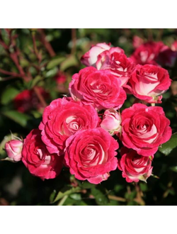 Шоне Коблецерин (Schone Koblenzerin)