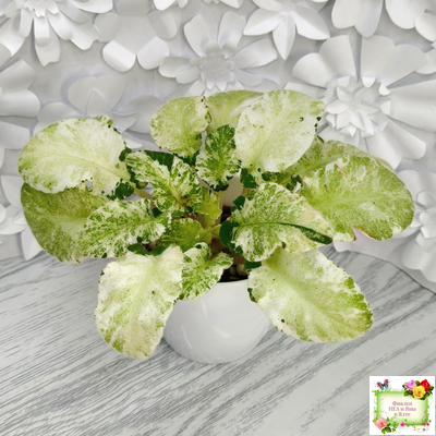 КНН-Крокус химерный спорт по листу