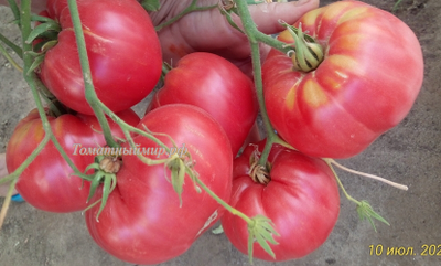 Томат Настоящий Бельмонте из Калабрии (Belmonte vero Calabro, Italy)