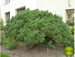 СОСНА МУГУС (Mughus) ГОРШОК Р9