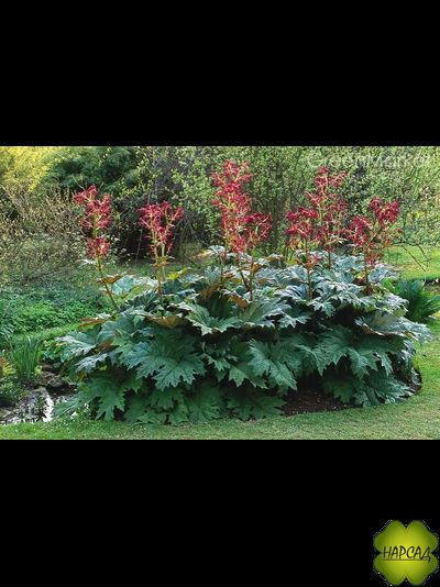 РЕВЕНЬ ТАНГУТСКИЙ