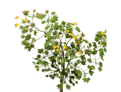 MiniWarPaint: Ветви клена остролистного. Размер "M"