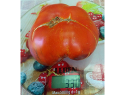 Томат Синий Том (Blue Tom)