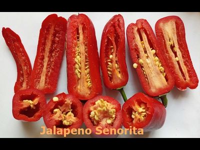 Перец острый Халапеньо Сеньорита (Jalapeno Senorita)