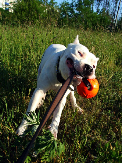 Doglike Мяч С ЛЕНТОЙ средний (Оранжевый)